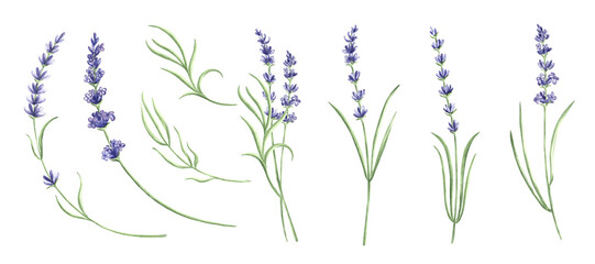 Watercolor set of lavender flowers purple. Isolated botanical hand drawn illustration provence floral bouquet. Vintage drawing floral herbs template for postcards, tableware and textile, embroidery. © susie_p_art