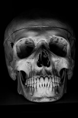 Skull painted black with teeth in darkness. - obrazy, fototapety, plakaty