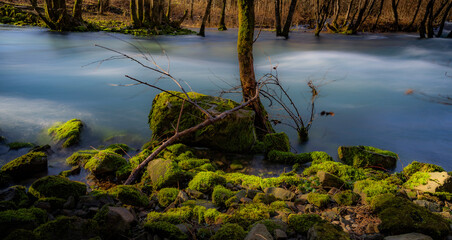 Tree near a moss-filled swamp with rocks and trees. - obrazy, fototapety, plakaty