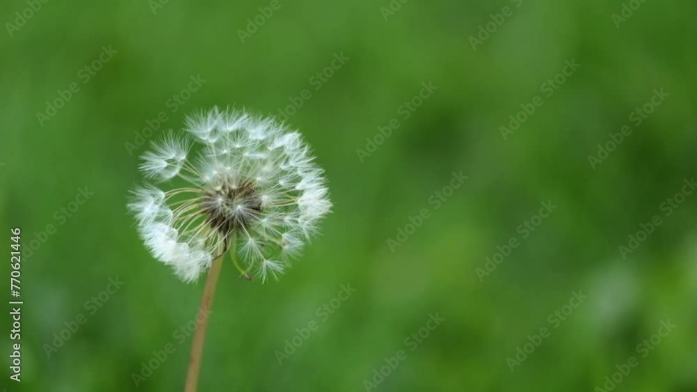 Poster dandelions swaying in the wind with bokeh background