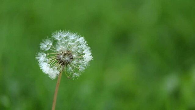 Dandelions swaying in the wind with bokeh background