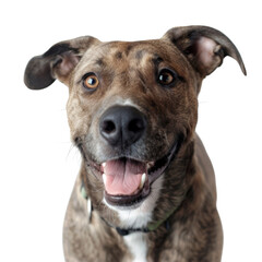 Obraz premium Dog face isolated on transparent background, cut out, png