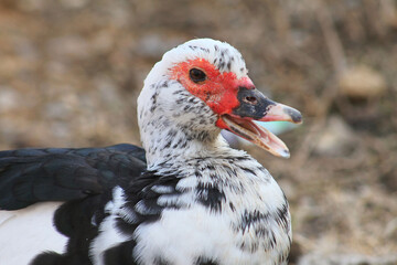 red billed duck