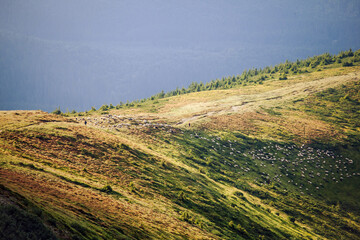 Carpathian Mountain Range Summer Landscape - 770623214