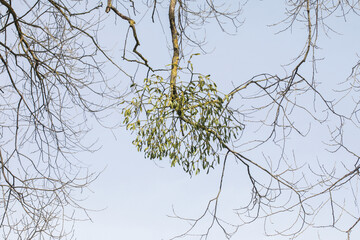 Mistletoe hanging on branch. Tree top after winter. Viscum parasite winter season. Blue sky nature landscape. Parasite on tree branch.