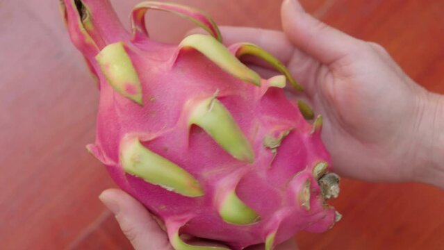 Dragon fruit in female hands close-up.