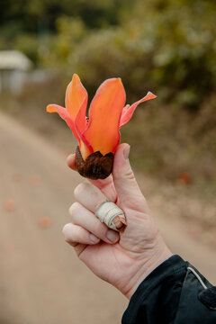 Bombax ceiba tree blooms flower in  man's hand 