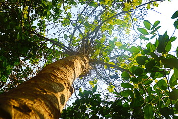 Fototapeta premium Green leaves on the tree 