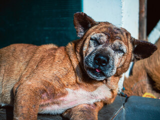 Old brown dog of the native Thai breed with a fungal infection on his head.