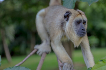 Monkey in the trees in the park