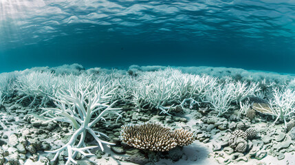Naklejka na ściany i meble A once vibrant coral reef now bleached and lifeless a victim of rising sea temperatures.