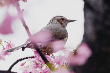A bulbul facing right perches the branch surronded by kawazu cherry blossoms
