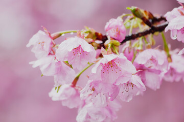 A spring cherry blossom scene, delicate pink sakura flowers, rain drops