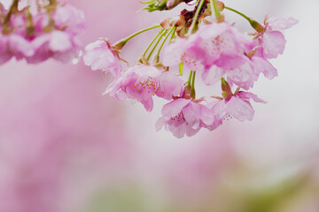 A spring cherry blossom scene, delicate pink sakura flowers, rain drops