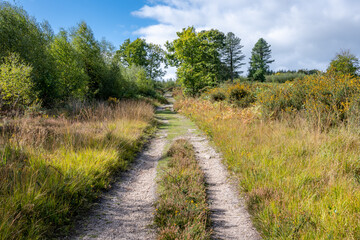 path in the forest