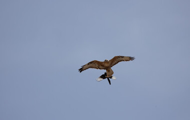 Obraz premium bird, sky, seagull, flying, fly, flight, blue, nature, gull, animal, wings, freedom, white, wing, sea, soaring, birds, wildlife, beak, soar, eagle, feather, air