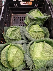 
Black plastic crate of fresh green cabbage