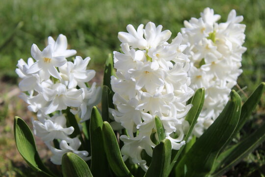 hyacinth