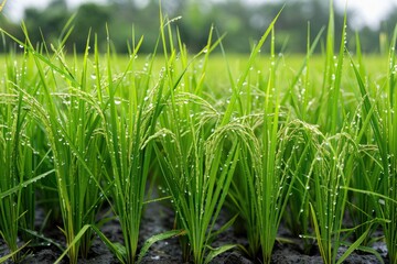 Fototapeta premium Farmer working plantation on rice field