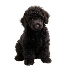 young black labradoodle playing isolated