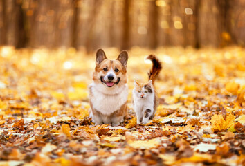furry friends cat and corgi dog walking through golden fallen leaves in an autumn sunny park