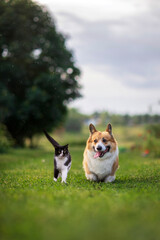 furry friends cat and corgi dog walking on green grass in a rainy spring garden - 770639409