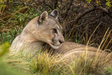 Fotobehang Close-up of puma lying by thick bush © Nick Dale