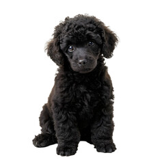 young black labradoodle playing isolated