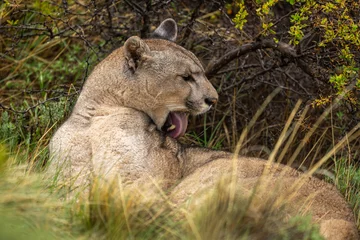 Foto auf Leinwand Close-up of puma lying licking its back © Nick Dale