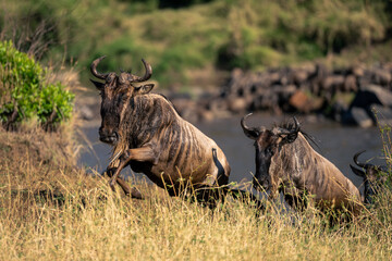 Two blue wildebeest gallop away from crossing