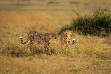 Two cheetahs stand on savannah near mound © Nick Dale