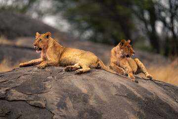 Two lionesses lying on kopje near trees