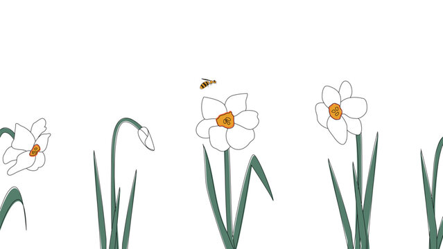 Seamless border of narcissists hand drawn in simplified children cartoon naive style on white background.Cute bee flying over flower.For design of website or shop for spring or summer.Vector illustrat