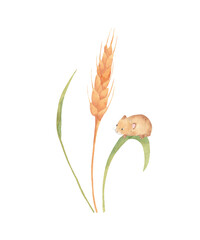 Watercolor harvest mouse on the wheat - hand drawn illustration on isolated white background. Goldren seed greenery branches with woodland animal PNG. Wedding, nursery postcard templates