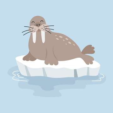 Illustration of cute cartoon walrus on ice floe. Arctic animals. For card, poster, print. Vector illustration