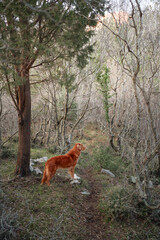 A Nova Scotia Duck Tolling Retriever dog stands alert in a barren forest. The dog fiery coat contrasts with the muted tones of the leafless trees - 770642635