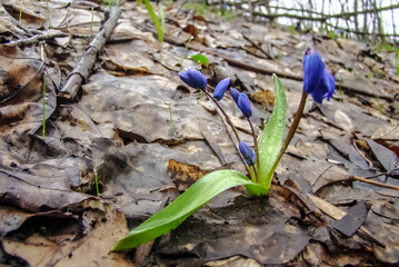 
The first spring flowers are blue snowdrops.