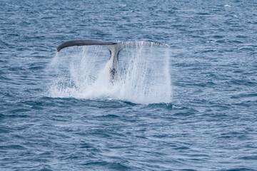 Whales in Hervey Bay, Queensland, Australia
