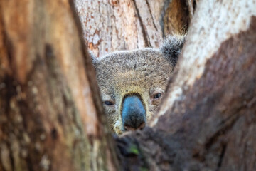 Peeking koala in a eucalyptus tree, NSW, Australia