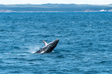 Obraz premium Whales in Hervey Bay, Queensland, Australia