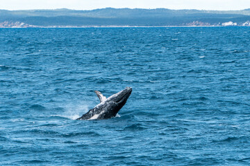 Whales in Hervey Bay, Queensland, Australia