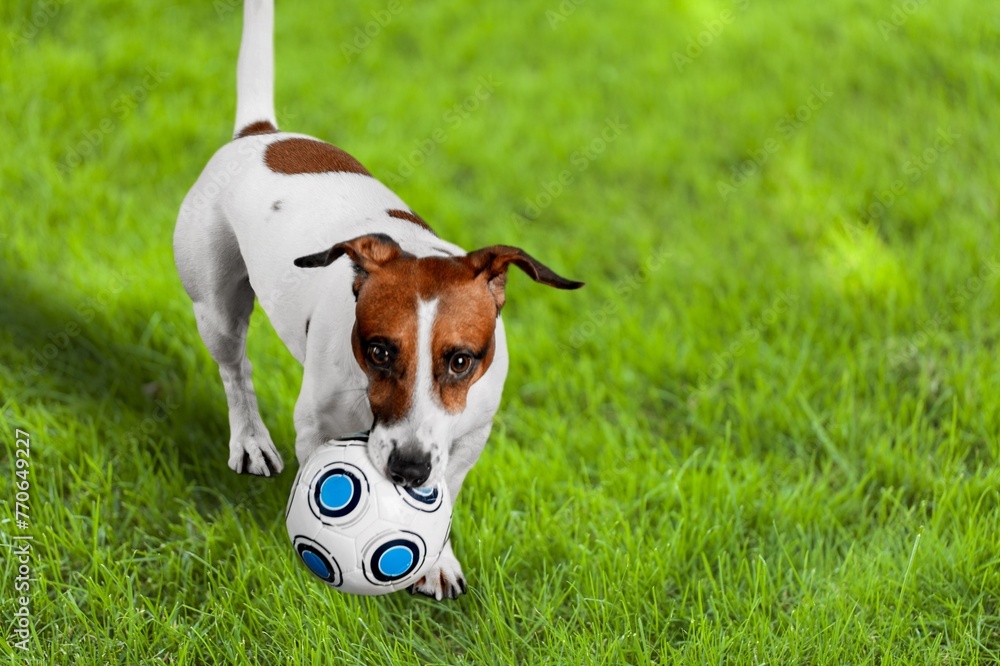 Sticker Cute smart puppy pet running on grass