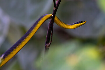 Common tree snake in Daintree National Park, Queensland, Australia