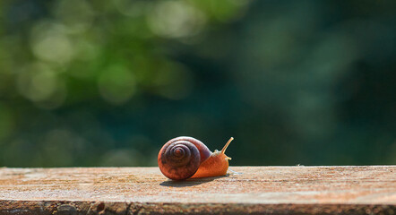 Garden snail,  helix pomatia,  grapevine snail  close up on a desk  in the garden on dark green...