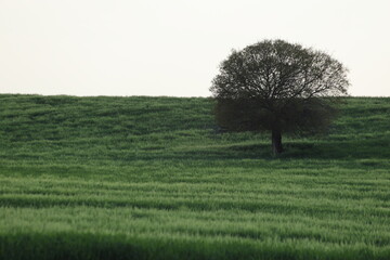 Fototapeta premium a lone tree in the field 