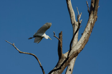 H&eacute;ron garde-b&oelig;ufs en vol