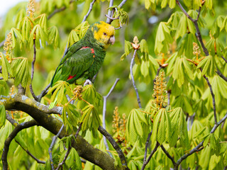 yellow headed amazon sits on a branch