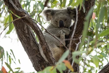 Fototapeten Wild koala on Magnetic Island, Australia (Forts Walk) © Nadine Wagner
