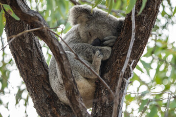 Wild koala on Magnetic Island, Australia (Forts Walk)