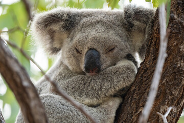 Fototapeta premium Wild koala on Magnetic Island, Australia (Forts Walk)